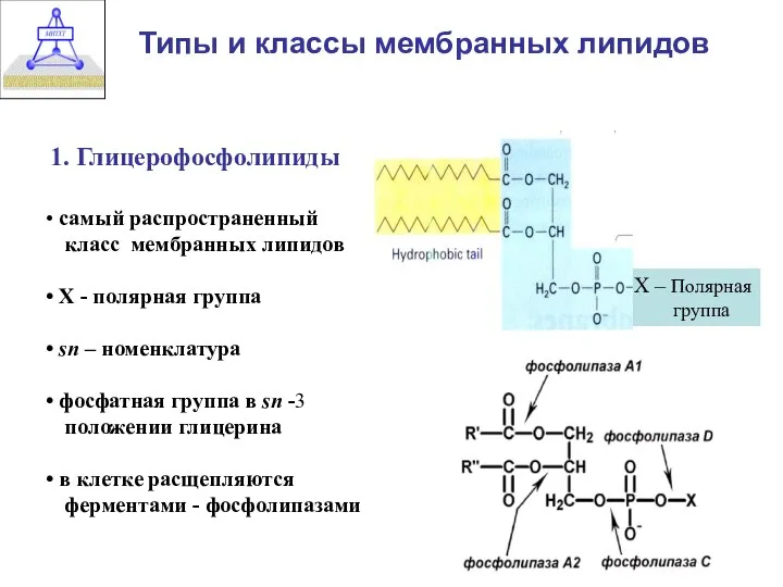 Типы и классы мембранных липидов 1. Глицерофосфолипиды Х – Полярная группа