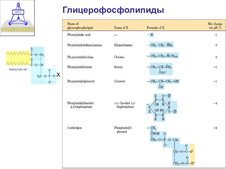 Глицерофосфолипиды Х