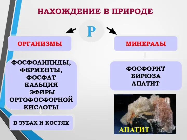 Р ОРГАНИЗМЫ МИНЕРАЛЫ ФОСФОЛИПИДЫ, ФЕРМЕНТЫ, ФОСФАТ КАЛЬЦИЯ ЭФИРЫ ОРТОФОСФОРНОЙ КИСЛОТЫ В