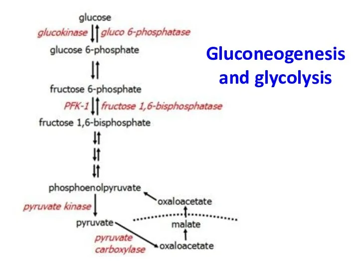 Gluconeogenesis and glycolysis