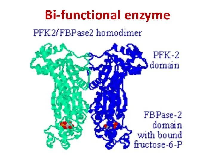 Bi-functional enzyme