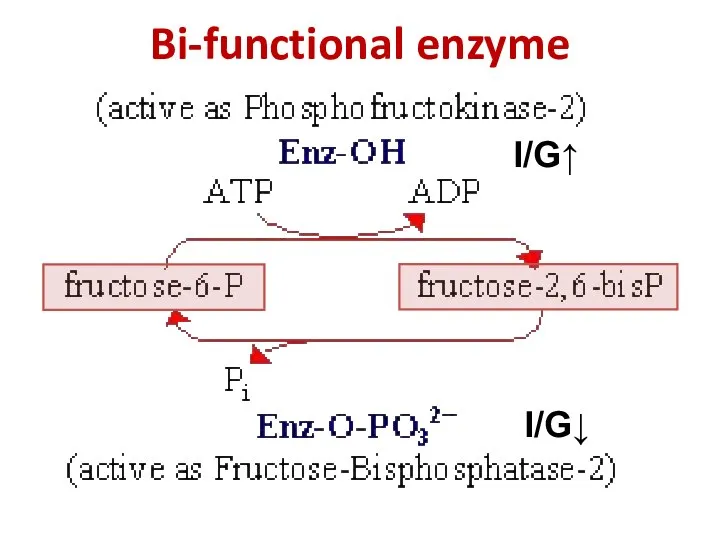 Bi-functional enzyme I/G↑ I/G↓