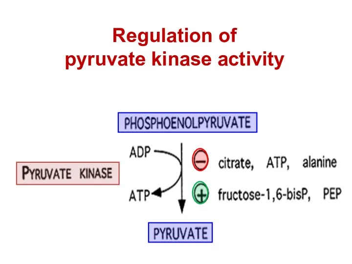 Regulation of pyruvate kinase activity