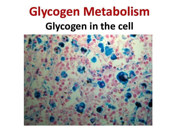 Glycogen Metabolism Glycogen in the cell