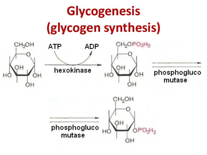 Glycogenesis (glycogen synthesis)