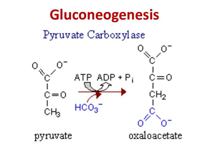 Gluconeogenesis