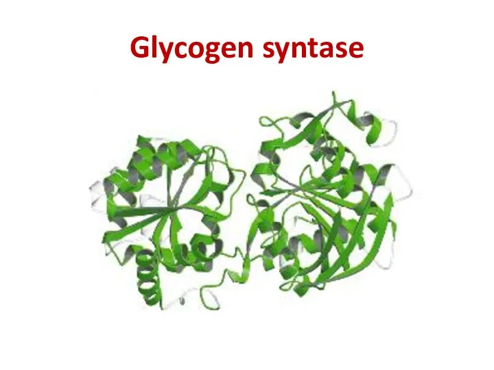 Glycogen syntase