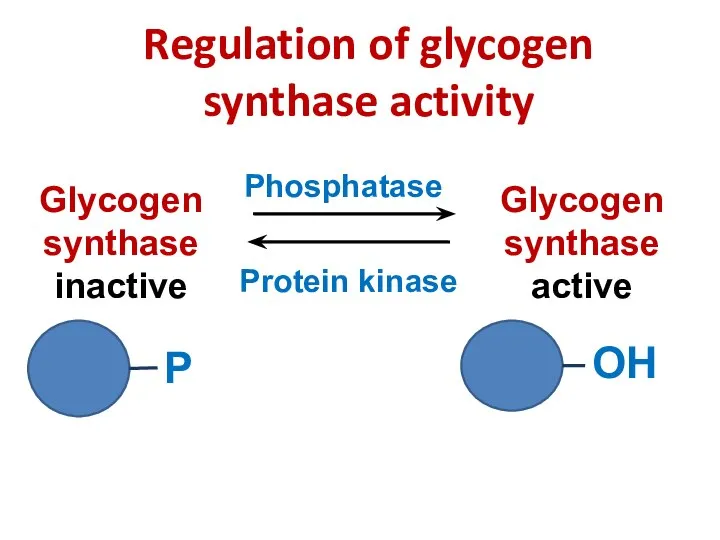 Glycogen synthase inactive Glycogen synthase active Phosphatase Protein kinase P OH Regulation of glycogen synthase activity