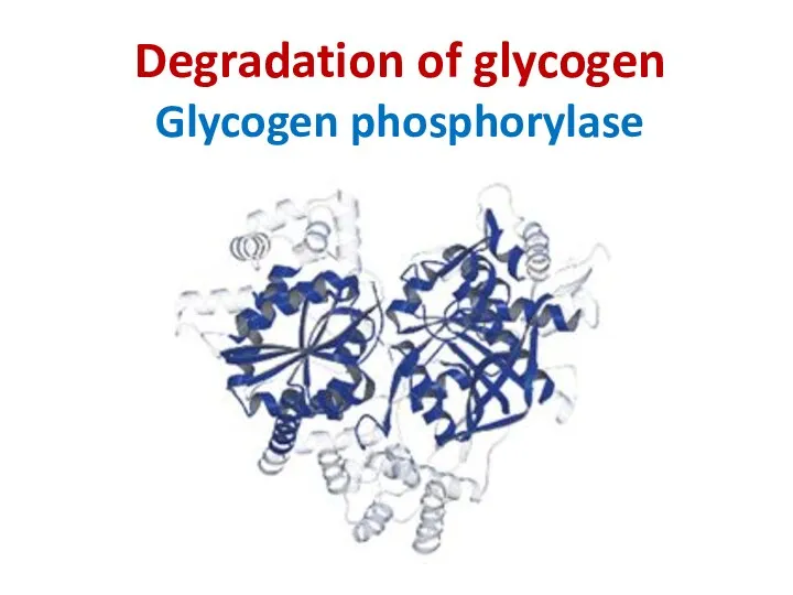 Degradation of glycogen Glycogen phosphorylase