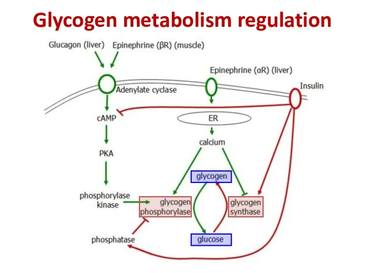 Glycogen metabolism regulation