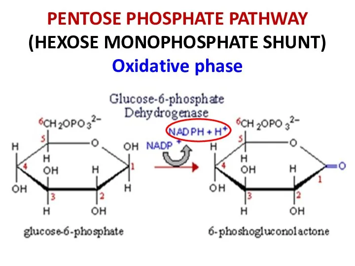 PENTOSE PHOSPHATE PATHWAY (HEXOSE MONOPHOSPHATE SHUNT) Oxidative phase