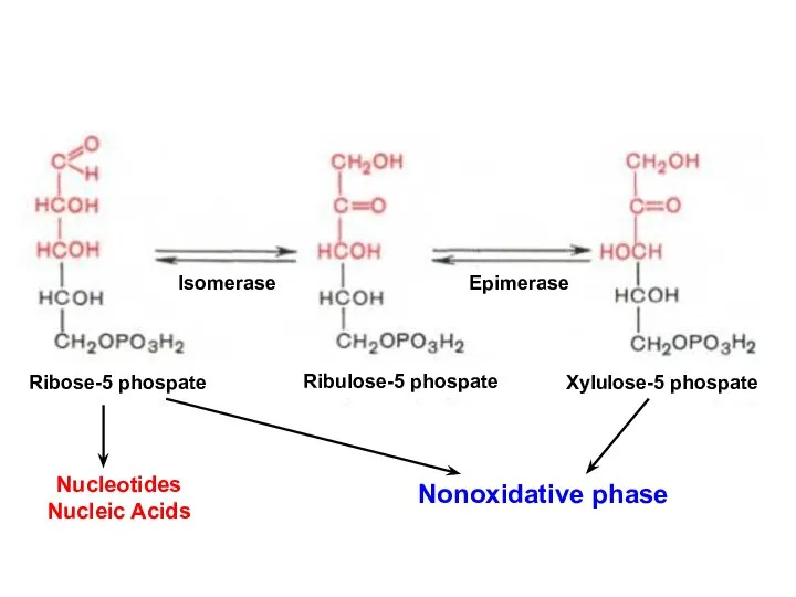 Xylulose-5 phospate Epimerase Isomerase Ribose-5 phospate Ribulose-5 phospate Nucleotides Nucleic Acids Nonoxidative phase