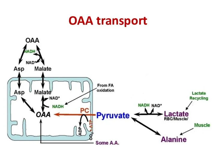 OAA transport