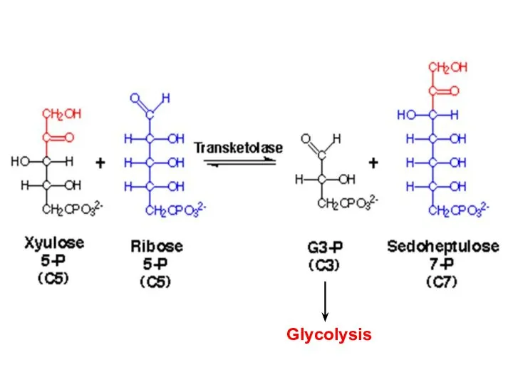 Glycolysis