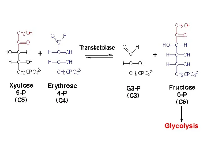 Glycolysis