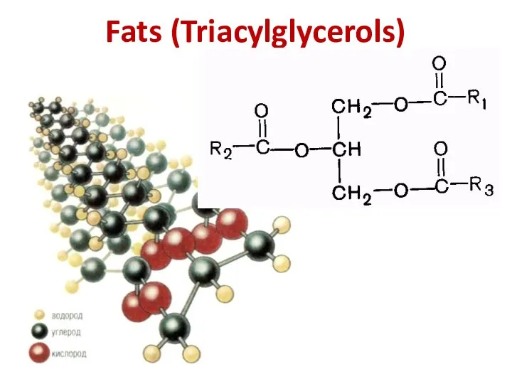 Fats (Triacylglycerols)