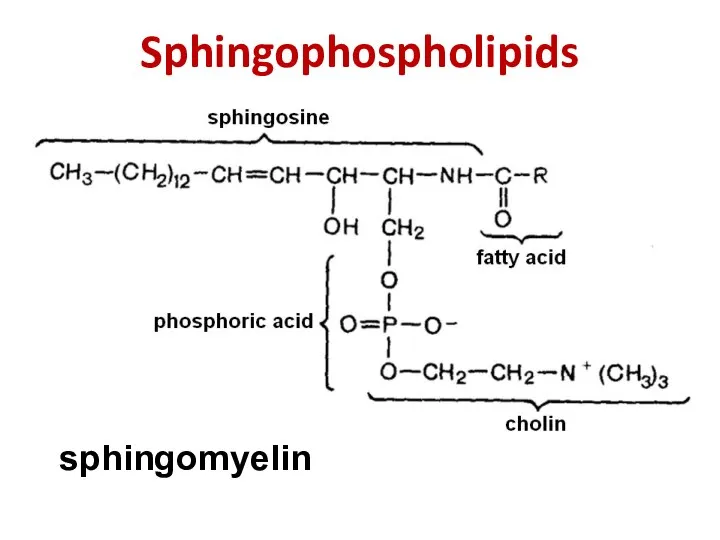 Sphingophospholipids sphingomyelin