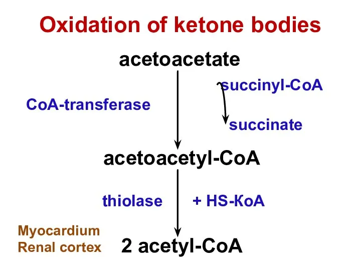 acetoacetate acetoacetyl-CoA succinyl-CoA succinate CoA-transferase thiolase 2 acetyl-CoA + НS-КоА Oxidation