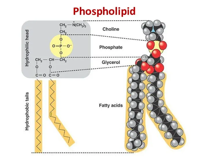 Phospholipid