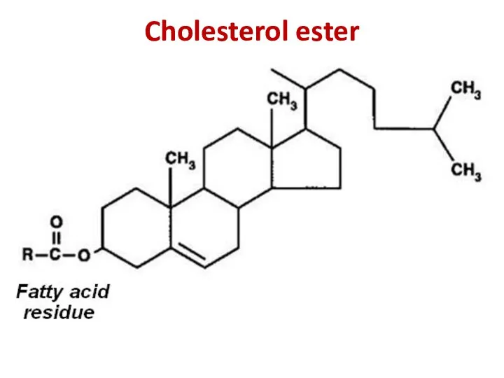 Cholesterol ester