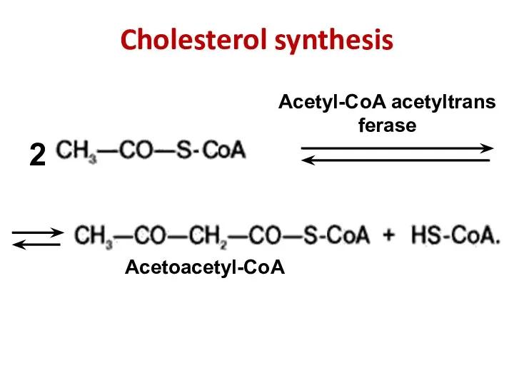 Cholesterol synthesis Acetyl-CoA acetyltransferase Acetoacetyl-CoA 2