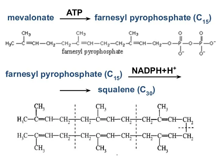 mevalonate farnesyl pyrophosphate (С15) ATP farnesyl pyrophosphate (С15) NADPH+H+ squalene (C30)