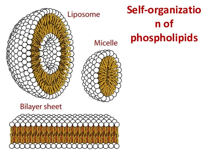 Self-organization of phospholipids