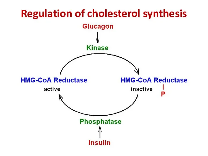 Regulation of cholesterol synthesis