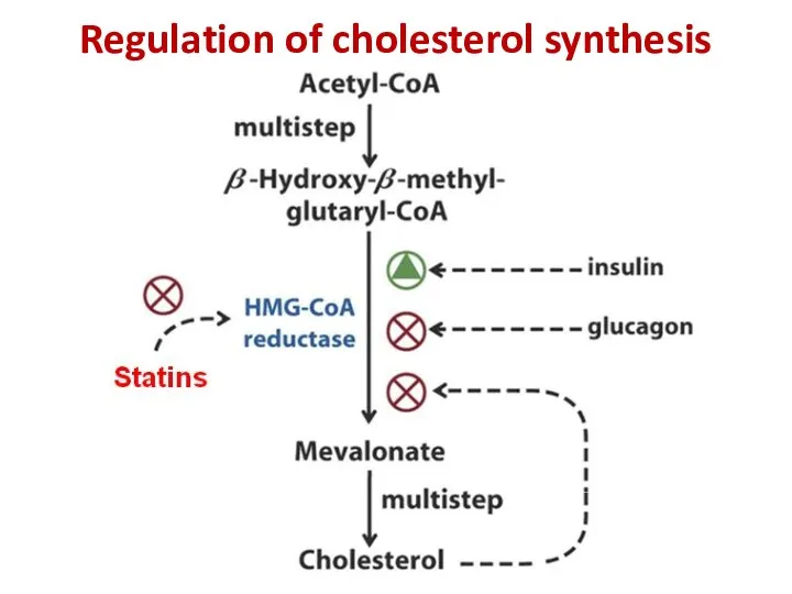 Regulation of cholesterol synthesis