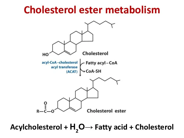 Cholesterol ester metabolism Acylcholesterol + Н2О→ Fatty acid + Cholesterol