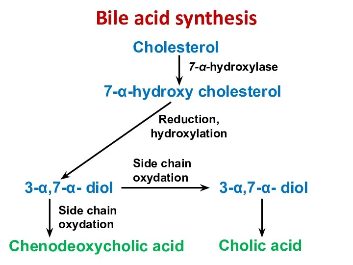 Cholesterol 3-α,7-α- diol 3-α,7-α- diol 7-α-hydroxy cholesterol Chenodeoxycholic acid Cholic acid