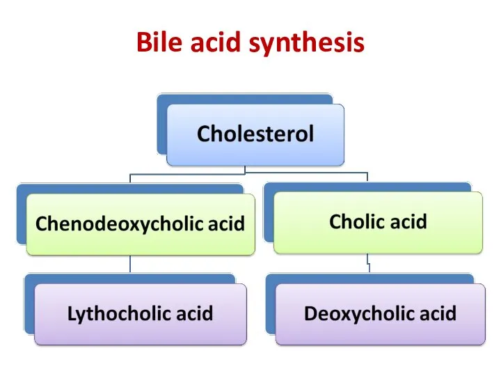 Bile acid synthesis