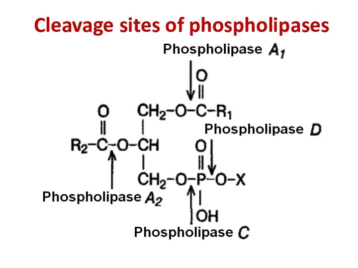 Cleavage sites of phospholipases