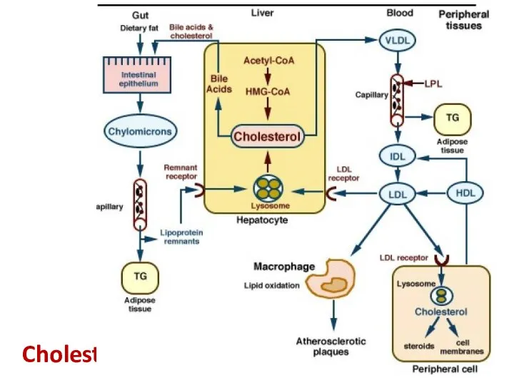 Cholesterol metabolism