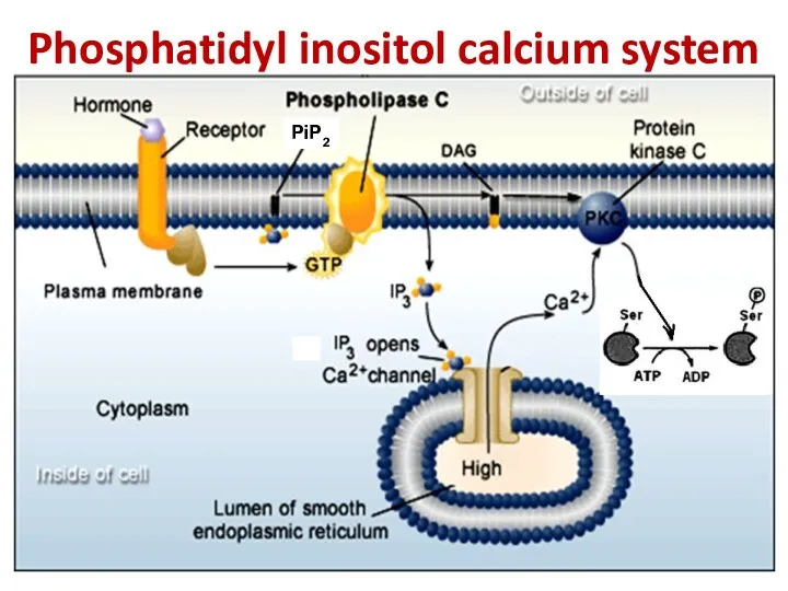 Phosphatidyl inositol calcium system PiP2