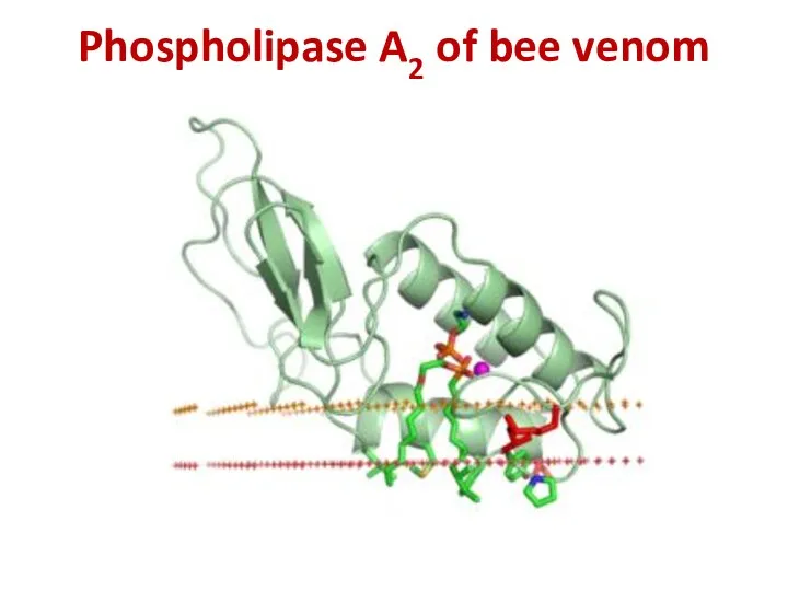 Phospholipase A2 of bee venom