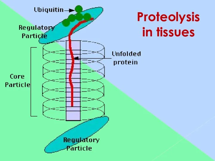 Proteolysis in tissues