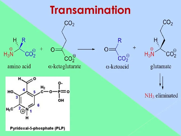 Transamination