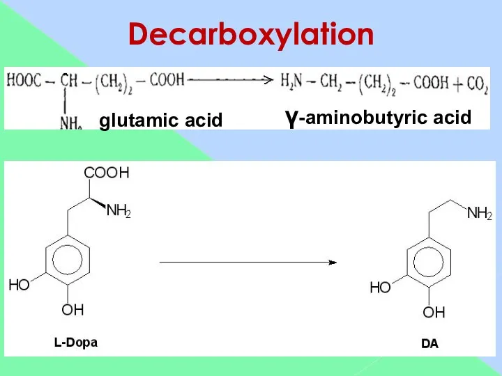 Decarboxylation glutamic acid γ-aminobutyric acid