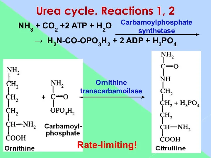 Urea cycle. Reactions 1, 2 NH3 + CO2 +2 ATP +