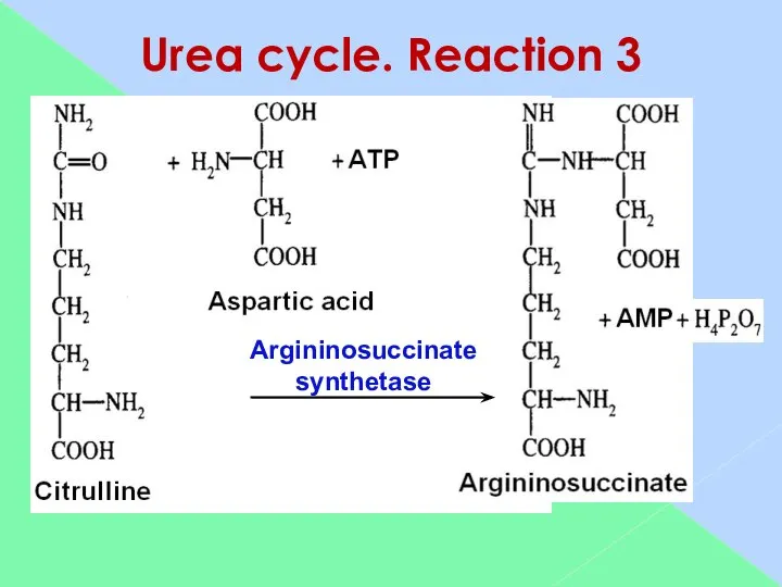 Urea cycle. Reaction 3 Argininosuccinate synthetase