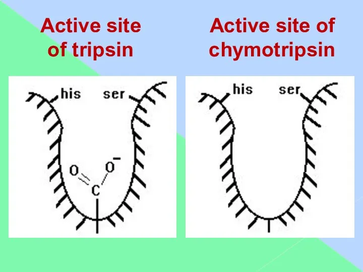 Active site of tripsin Active site of chymotripsin