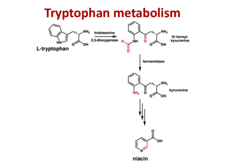 Tryptophan metabolism