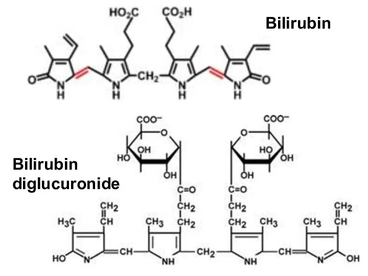 Bilirubin Bilirubin diglucuronide