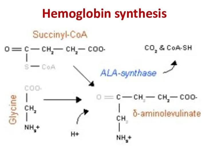 Hemoglobin synthesis