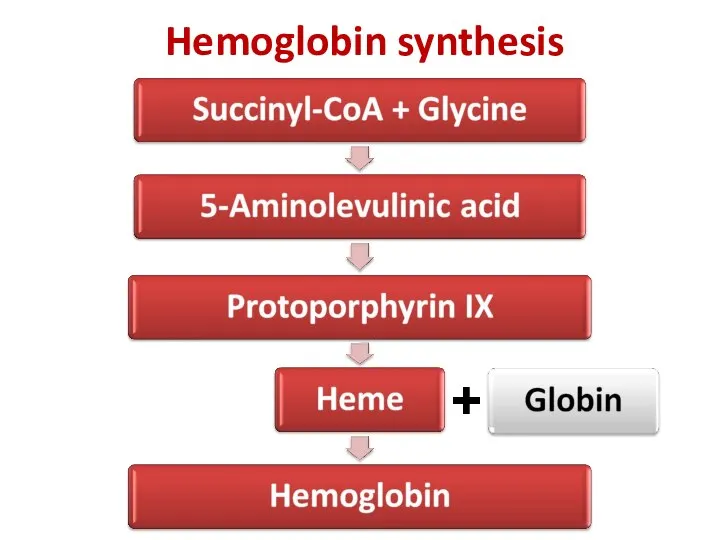 Hemoglobin synthesis +