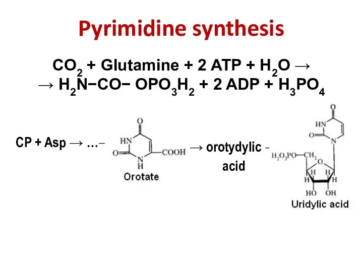 CO2 + Glutamine + 2 ATP + H2O → → H2N−CO−