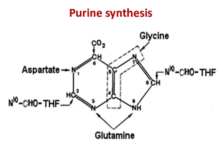 Purine synthesis