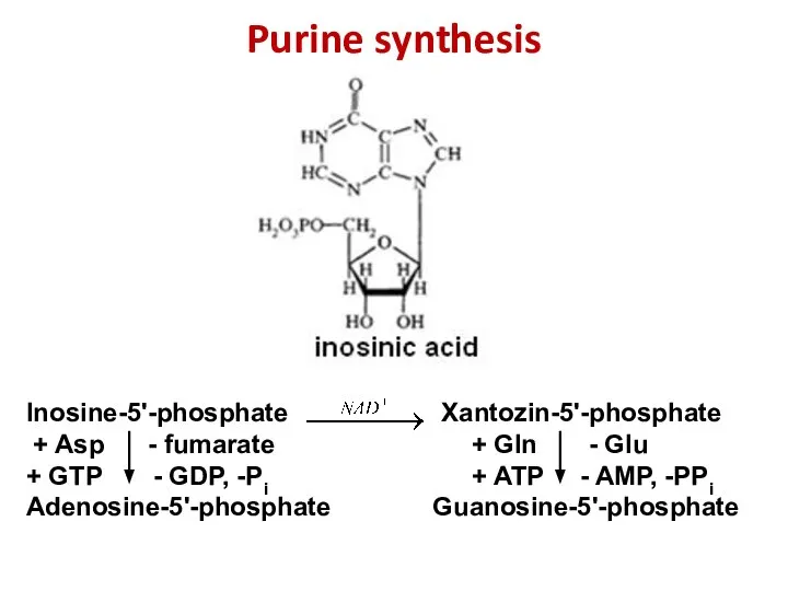 Purine synthesis Inosine-5'-phosphate Xantozin-5'-phosphate + Asp - fumarate + Gln -