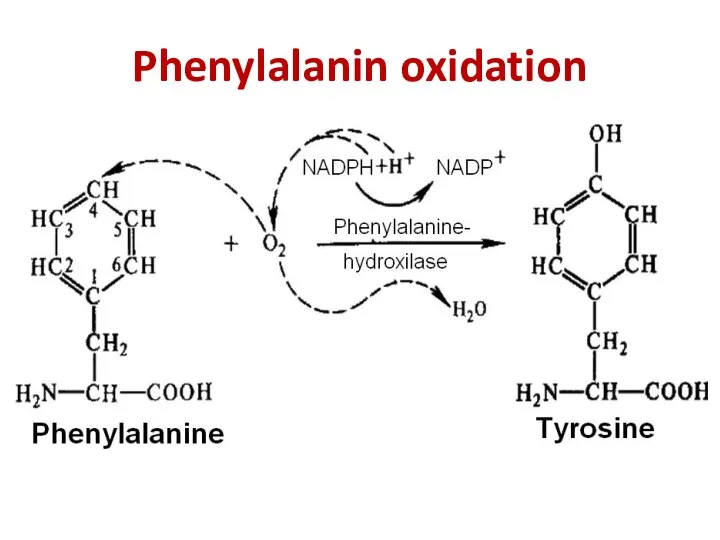 Phenylalanin oxidation